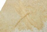 Fossil Dragonfly (Pos/Neg) - Solnhofen Limestone #227344-4